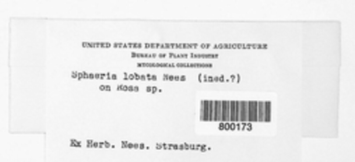 Sphaeria lobata image